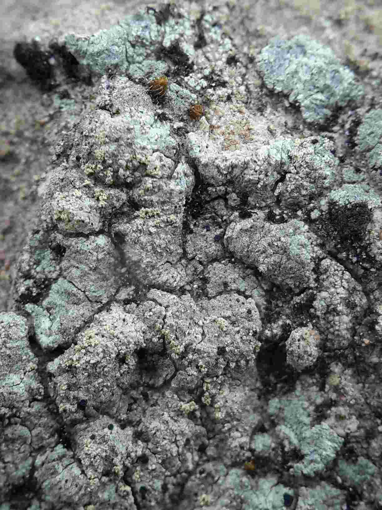[Lecidella meiococca]